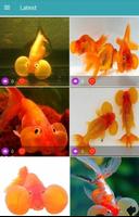 Bubble Eye Goldfish Wallpapers 스크린샷 1