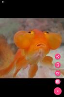 bubble eye goldfish fondos de pantalla captura de pantalla 2