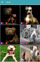 Pitbull Dog Wallpapers Screenshot 1