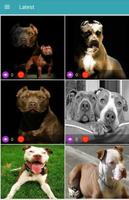 Pitbull Dog Wallpapers capture d'écran 1