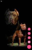 Pitbull Dog Wallpapers screenshot 2