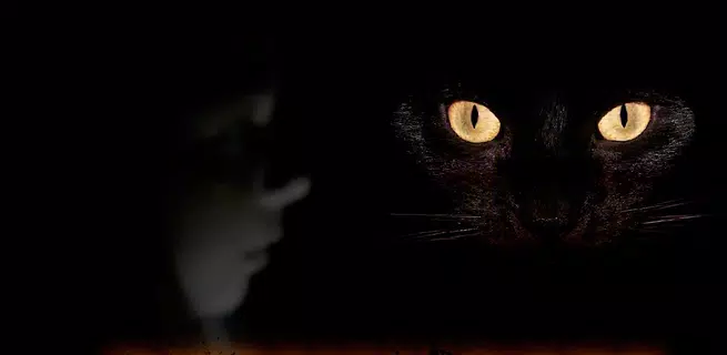 Nepeta Страшилки видео