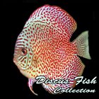 Discus Fish Collection 圖標