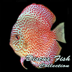 Discus Fish Collection