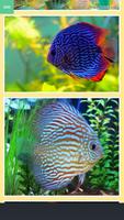Discus Fish Collection 截圖 1