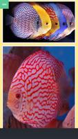 Discus Fish Collection 截圖 2