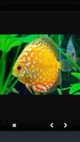 Discus Fish Collection 截圖 3