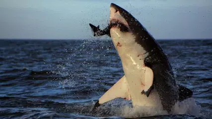 Discovery Channel APK 下載