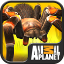 Real Scary Spiders APK