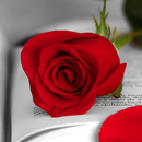 Visual Sant Jordi Roses Books APK