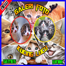 Galeri Foto Kucing Lucu APK