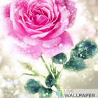 Happy rose day live wallpaper icône
