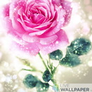 Happy rose day live wallpaper APK