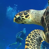 Nature Live Walpaper 73
