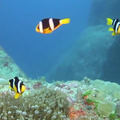 ”Nature Live Walpaper 76