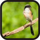 Kicau Burung Cendet Juara biểu tượng