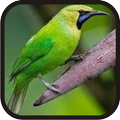 Kicau Burung Cucak Ijo Juara