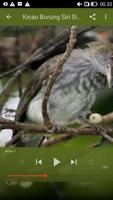 Kicau Burung Siri Siri Super Ekran Görüntüsü 2