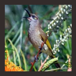 Kicau Cucak Combo Gacor