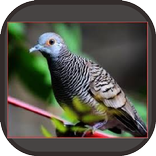 Perkutut Bangkok Manggung