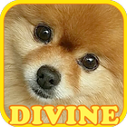 Pet 101 : Dogs Quiz icon