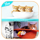 Cute kitty wallpaper biểu tượng