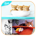Cute kitty wallpaper icon