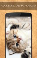 Cute kitty wallpaper تصوير الشاشة 2