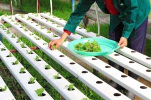 Hydroponic Garden Tips and Garden Ideas পোস্টার