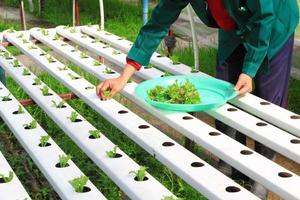 Hydroponic Garden Tips and Garden Ideas الملصق