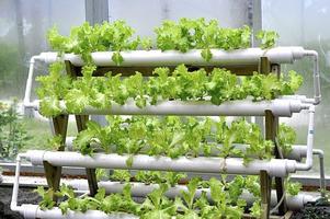 Hydroponic Garden Tips and Garden Ideas ảnh chụp màn hình 1