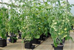 diy hydroponics system স্ক্রিনশট 3