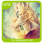 Cat Wallpapers HD آئیکن