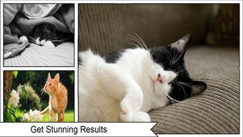 Cat Wallpapers HD اسکرین شاٹ 3