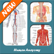 Anatomia umana