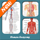 Human Anatomy-icoon