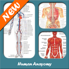 Icona Anatomia umana