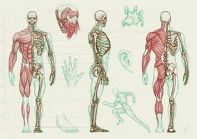 Anatomie humaine Affiche