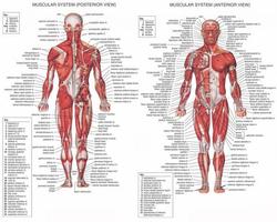人間の解剖学 スクリーンショット 1