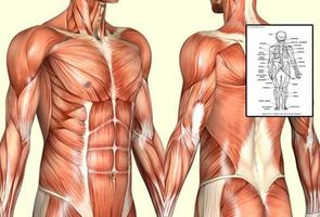 2 Schermata Anatomia umana