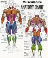 Anatomie humaine capture d'écran 3