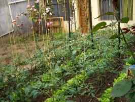 DIY vegetable garden 海報