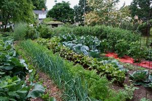 1 Schermata DIY vegetable garden