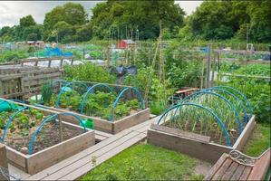 DIY vegetable garden capture d'écran 2