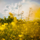 The Wind Rises Theme APK