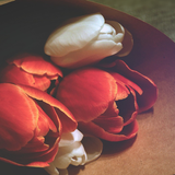 Tulip Bloom Theme Atom Theme icône