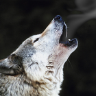 Smoking wolf icône