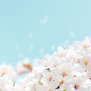 Cherry blossom Bloom Theme APK