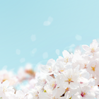 Cherry blossom Bloom Theme 图标