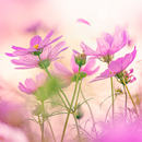 Cosmos Atom Theme APK